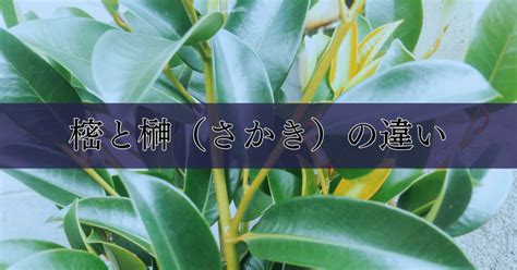 香花|香花と榊の違いの意味を分かりやすく解説！